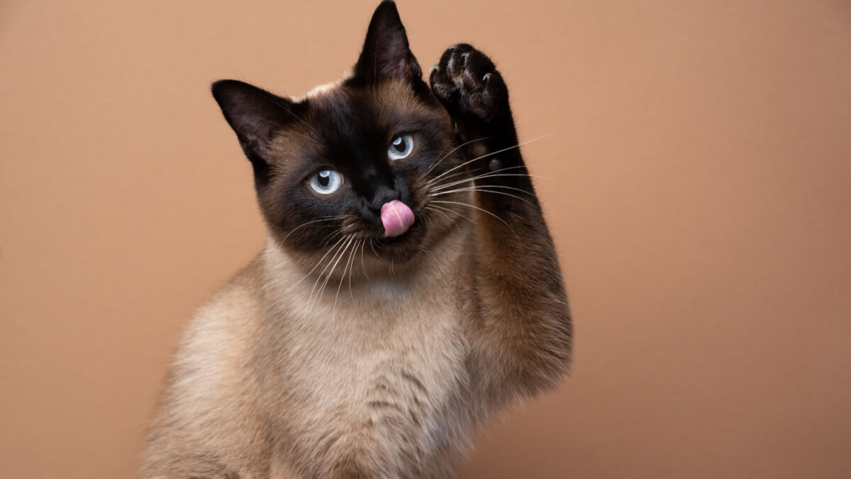 Manipulação Felina