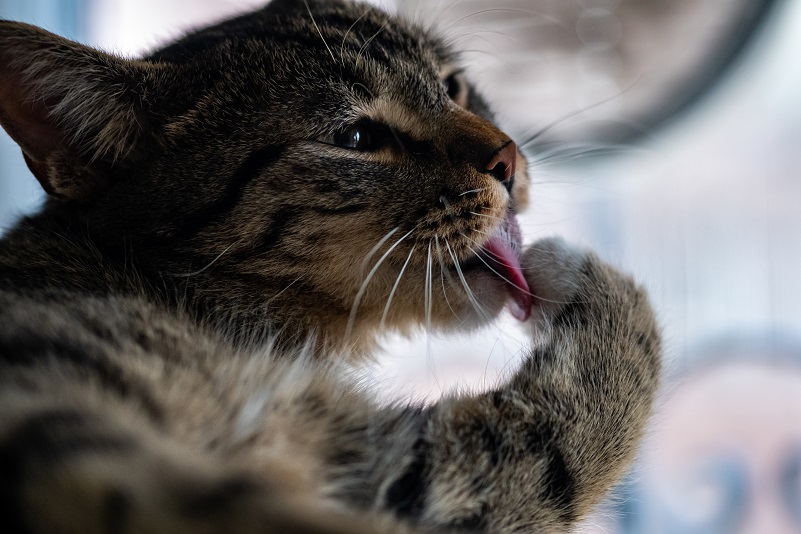 Minoxidil é Tóxico para Cães e Gatos